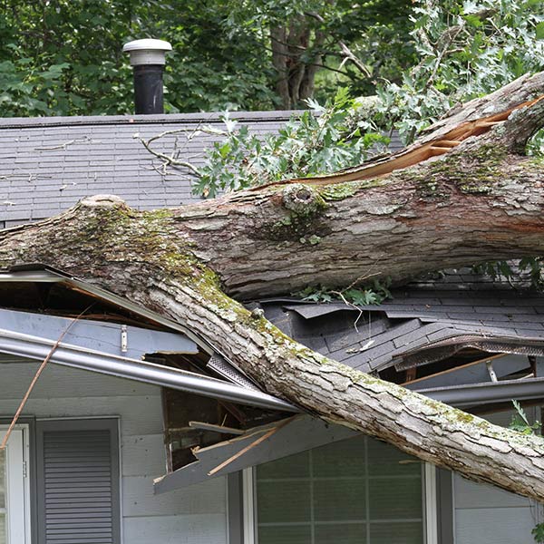 Tree fallen on house