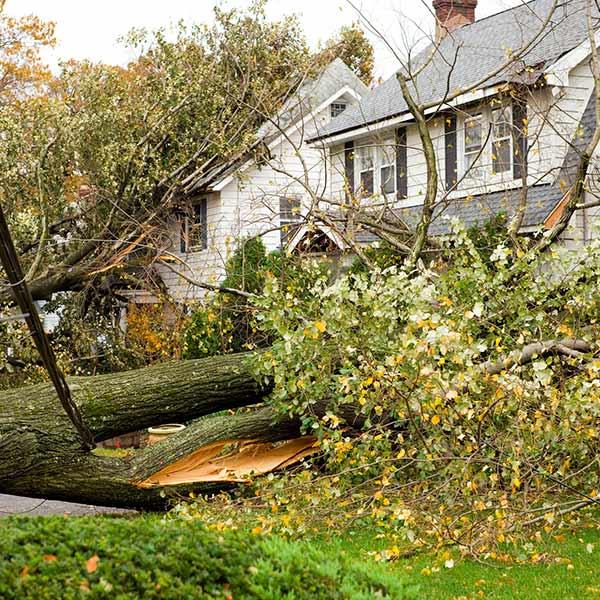 Tree fallen on a house